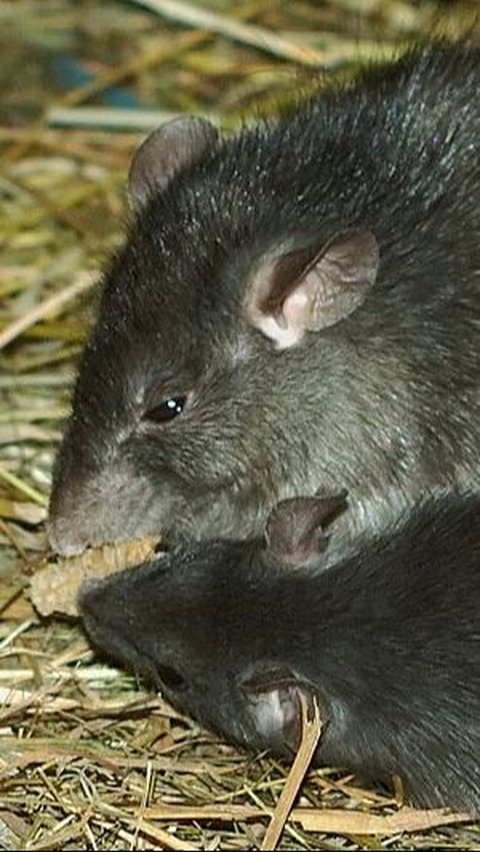 1. Tikus<br>