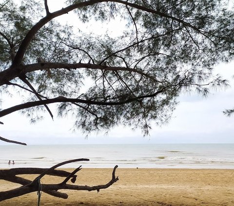 Pantai Lombang, Surga di Ujung Timur Pulau Madura dengan Hamparan Pasir Putih Dikelilingi Pohon Cemara
