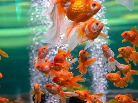 Apakah Ikan Mampu Melihat dalam Gelap? Ini Kata Ilmuwan