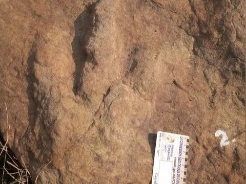 Ini Sosok Penemu Fosil Dinosaurus Pertama Kali, 500 Tahun Lebih Dulu dari Ilmuwan Inggris