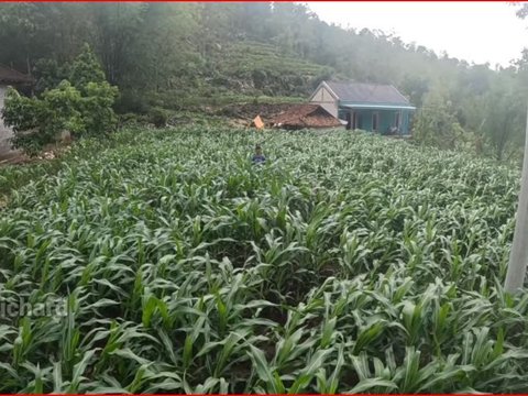 Kisah Kehidupan Warga di Desa Terpencil di Wonogiri, Cari Rumput Harus Jalan Naik Turun Bukit