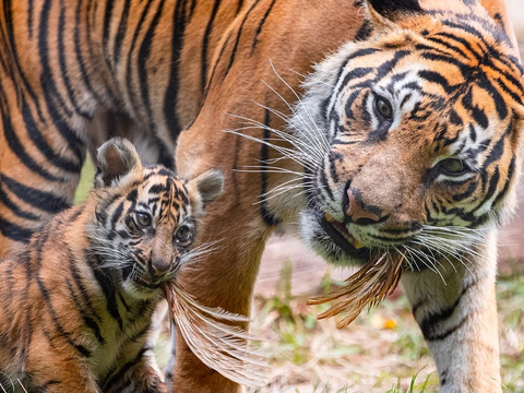 Kembali Ditemukan Harimau Mati di Medan Zoo, Ini Fakta di Baliknya