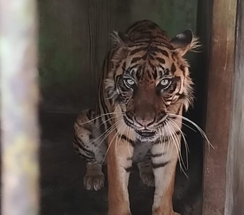 Kembali Ditemukan Harimau Mati di Medan Zoo, Ini Fakta di Baliknya