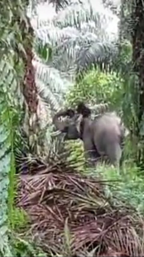 Habitatnya Kebanjiran, Dua Ekor Gajah Liar Rusak Tanaman Warga di Riau