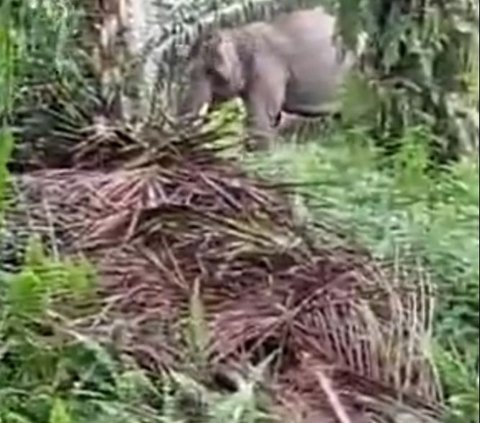 Habitatnya Kebanjiran, Dua Ekor Gajah Liar Rusak Tanaman Warga di Riau