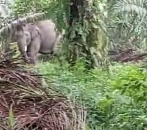 Habitatnya Kebanjiran, Dua Ekor Gajah Liar Rusak Tanaman Warga di Riau