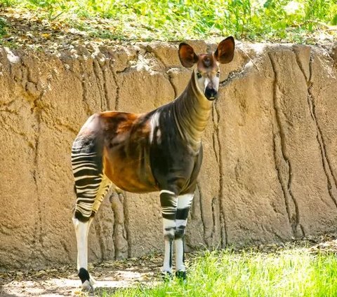 This Rare and Nearly Extinct Animal Has Given Birth at the Cincinnati Zoo