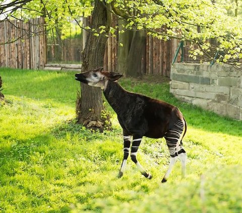 Spesies ini memiliki struktur tubuh yang serupa, namun okapi memiliki leher yang lebih pendek. <br><br>Mereka juga dicirikan oleh warna coklat kemerahan dengan garis-garis horizontal hitam dan putih di keempat kakinya.