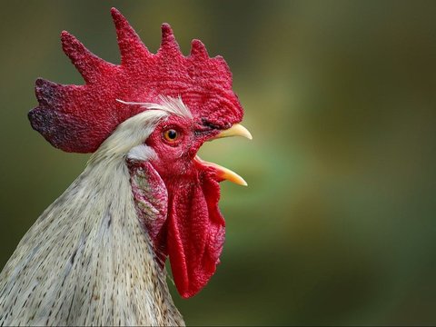 Scientists say most humans are able to understand chicken's feelings