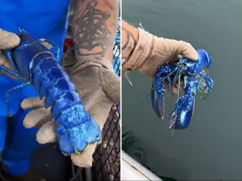 Fisherman Accidentally Finds the Rarest Blue Lobster in the World