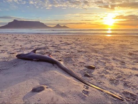 Hiu Ekor Panjang Paling Langka di Dunia Ditemukan Terdampar di Pantai