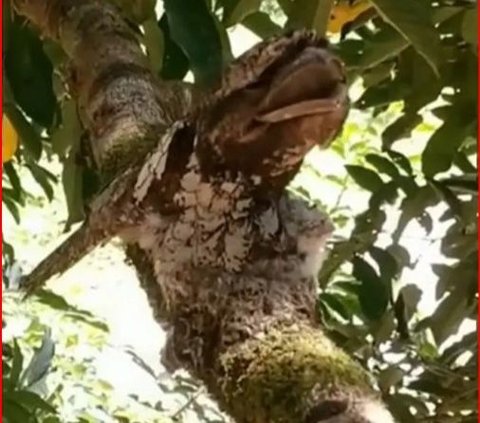 Mengenal Burung Paruh Kodok yang Pandai Berkamuflase, Salah Satu Habitatnya ada di Lereng Gunung Merapi