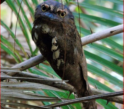 Mengenal Burung Paruh Kodok yang Pandai Berkamuflase, Salah Satu Habitatnya ada di Lereng Gunung Merapi
