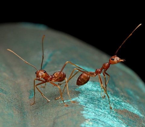 10 Meanings of Dreaming Being Bitten by Red Ants, Beware of the Negative Effects of Small Things that are Often Ignored!