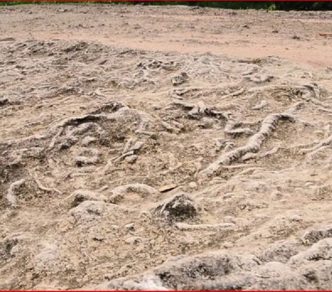 Melihat Keunikan Geosite Kali Ngalang di Gunungkidul, Bekas Pantai Purba yang Tersembunyi di Bawah Jembatan