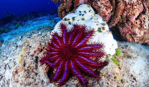 <b>3. Bintang Laut Mahkota Duri (Acanthaster spp.)</b>