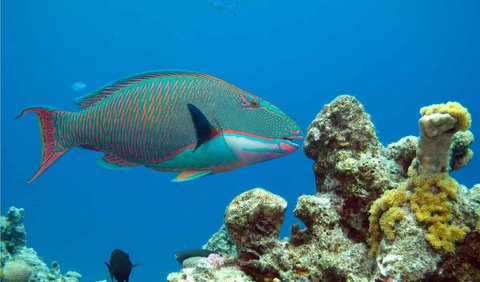 <b>2. Ikan kakatua atau parrotfish (Scarinae)</b>