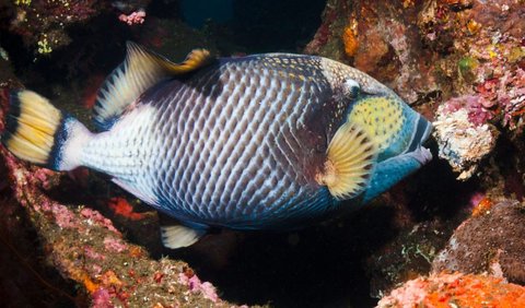 <b>4. Triggerfish (Balistidae)</b><br>