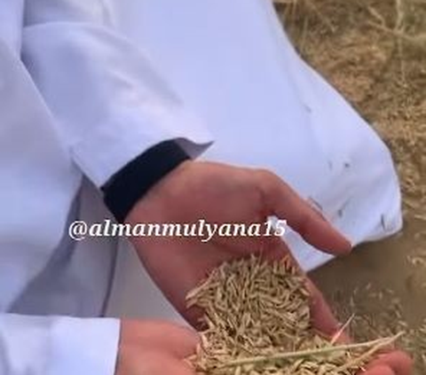 Penampakan Gurun Pasir Disulap jadi Sawah, Padi Tumbuh Subur Dikelola Warganya