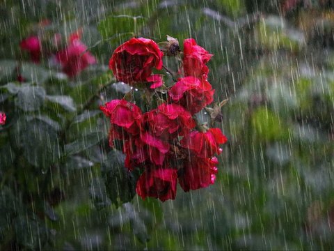 Makna Hujan dalam Islam