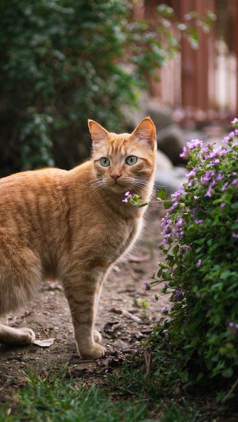 <b>Kucing Hamil Berapa Bulan? Berikut Penjelasan Lengkapnya</b>