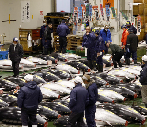 Record-breaking! Bluefin Tuna Sold for Rp12 Billion in Japan