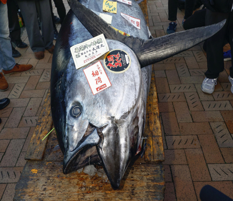 Record-breaking! Bluefin Tuna Sold for Rp12 Billion in Japan