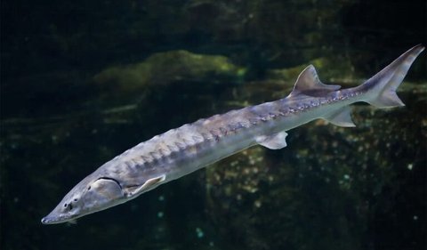 9. Ikan sturgeon (174 juta tahun)