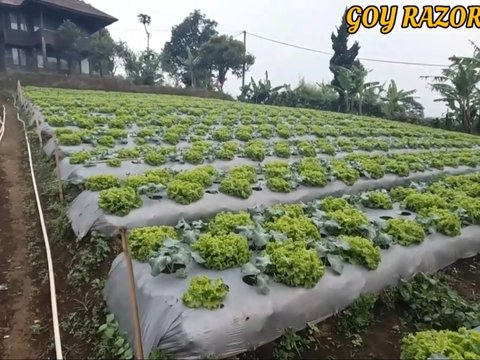 Ini Potret Rumah Megah Anjasmara di Tengah Sawah yang Terbengkalai, Kenapa ya?