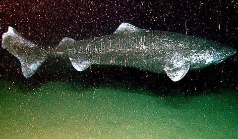 6. Greenland Shark (450 million years)