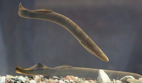 5. Lamprey (450 million years)