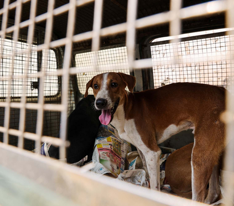 Respons Gibran Soal Pengiriman Ratusan Anjing Ilegal Diduga ke Solo