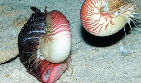 3. Nautilus (500 million years)