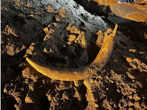 Penambang Batubara Ini Tak Sengaja Temukan Gading Mammoth yang Terkubur Ribuan Tahun
