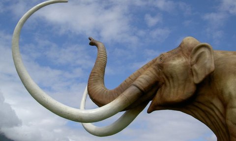 Penambang Batubara Ini Tak Sengaja Temukan Gading Mammoth yang Terkubur Ribuan Tahun