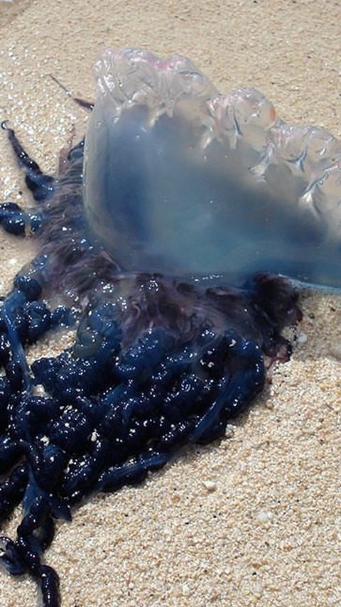 5. Portuguese-man of War<br>