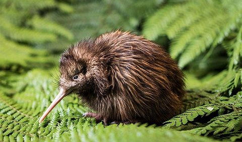 1. Kiwi<br>