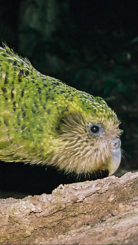 2. Kākāpō<br>