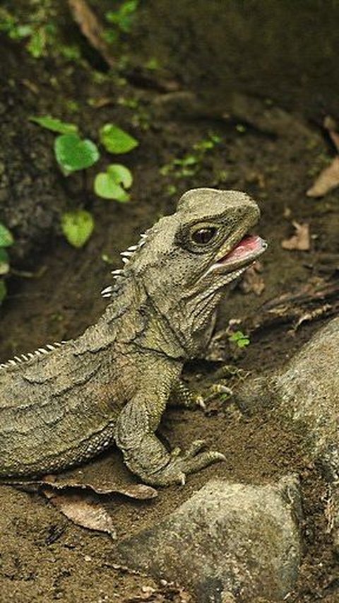 3. Tuatara<br>