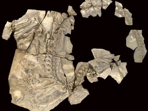 This is the Figure of the First Dinosaur Fossil Discoverer, 500 Years Before English Scientists