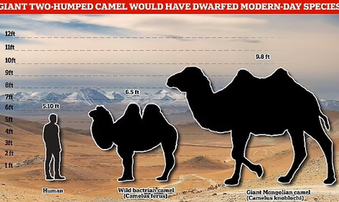 Once Lived with Ancient Humans, Here’s the Cause of the Extinction of the Giant Camel 2,700 Years Ago