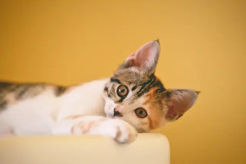 Ilustrasi Kucing Credit: pexels.com/Inge