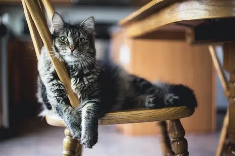 Ilustrasi Kucing Credit: pexels.com/Inge
