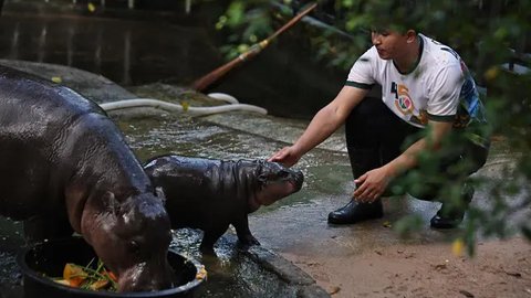 Moo Deng dalam bahasa Thailand berarti 'bouncy pig' alias babi mantul seperti bola. (Lillian SUWANRUMPHA/AFP)