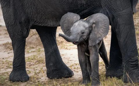 Ilustrasi Gajah (pixabay.com)