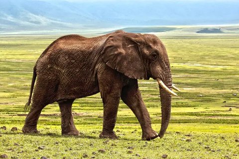Ilustrasi Gajah (pixabay.com)