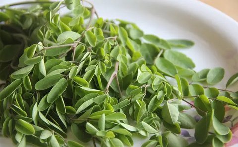 Daun Kelor (Sumber: paulsober.wordpress.com)