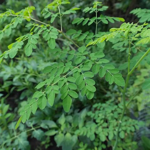 Daun Kelor (Sumber: paulsober.wordpress.com)