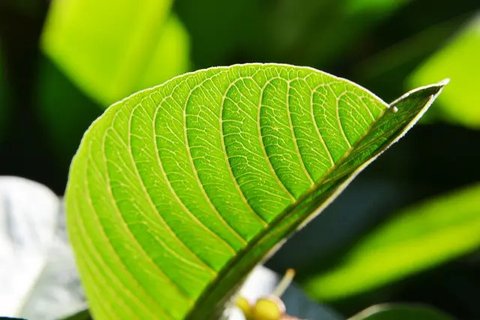 Jamu memang sudah terkenal akan manfaatnya, bahkan sudah ada gerakan minum jamu yang diinisiasikan oleh Kementerian Kesehatan Republik Indonesia (Foto: Unsplash.com/Massimo Rinaldi)