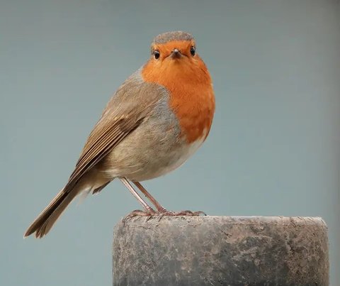 Ilustrasi Mimpi Merpati Credit: pexels.com/Sophie